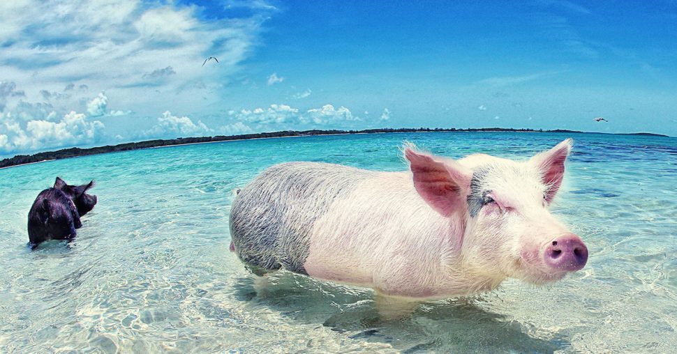 Vakantietrend: zwemmen met varkens