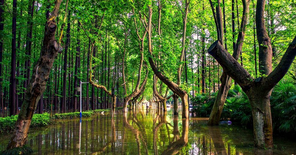 Ecosia: de zoekmachine die bomen plant