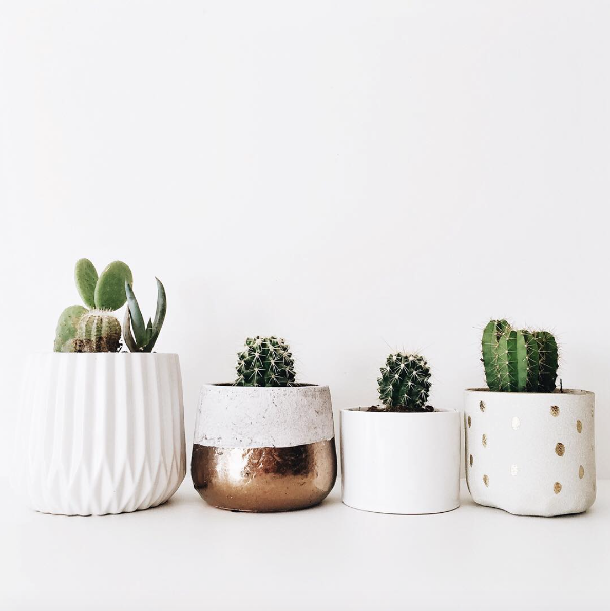 cactussen_inspiratie_planten_interieur_pinspiration