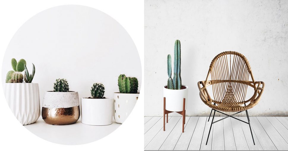 Pinspiration: cactussen in je interieur