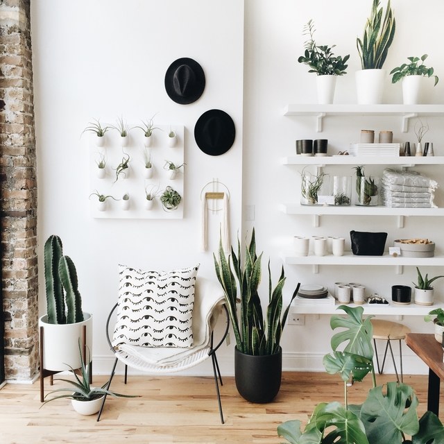 cactussen_interieur_inspiratie_planten_pinspiration