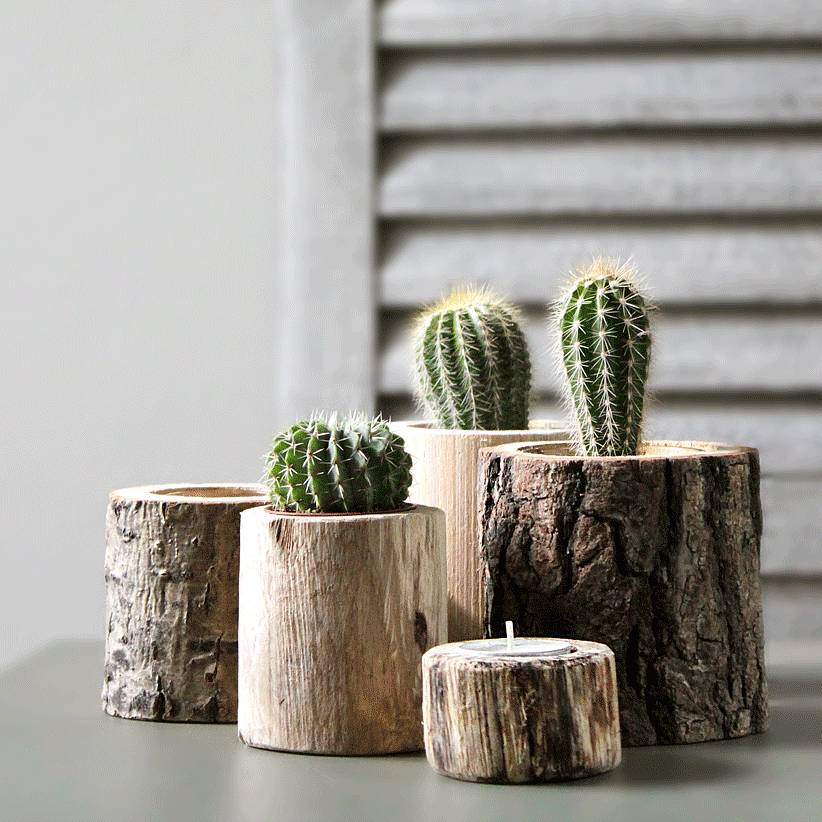 cactussen_interieur_pinspiration_plant