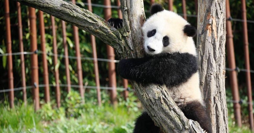 Waw: Pairi Daiza opent een strandbar aan haar pinguinstrand