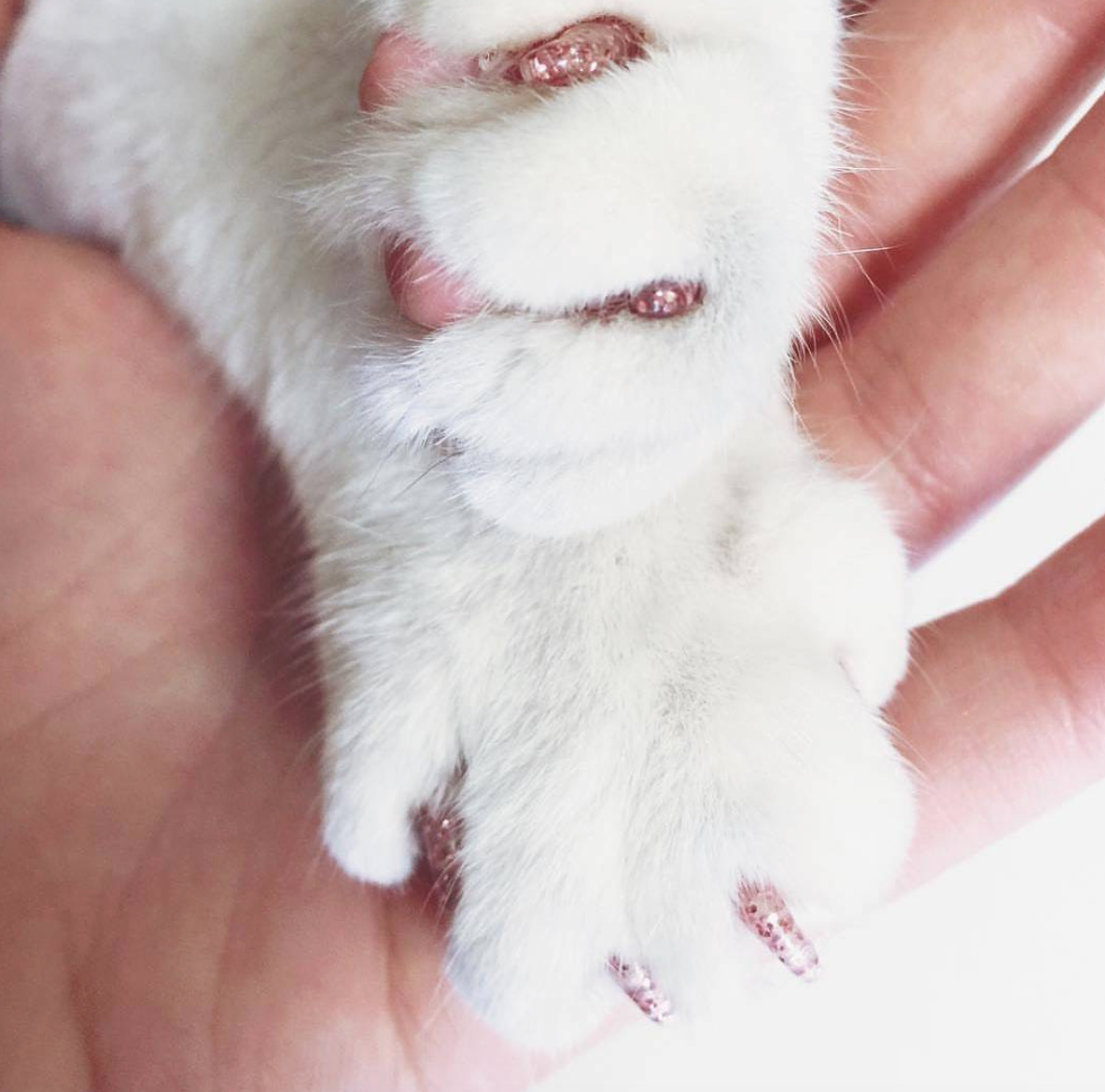 soft_claws_kattennagels_kat