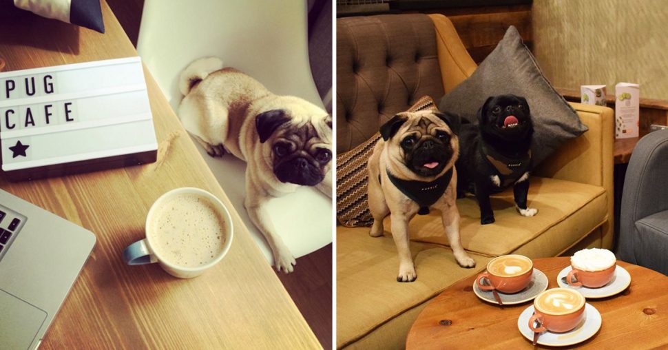 Londen opent eerste Popup Pug café