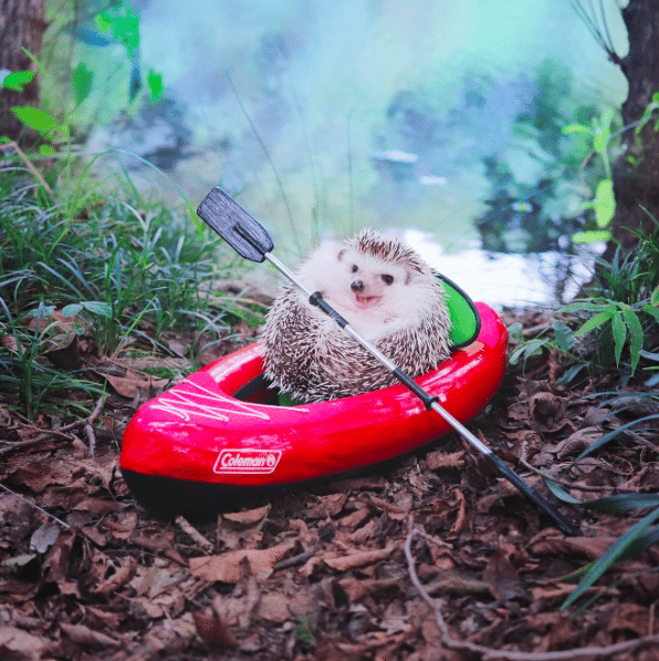 cute_schattig_egel_hedgehog_japan_must_see