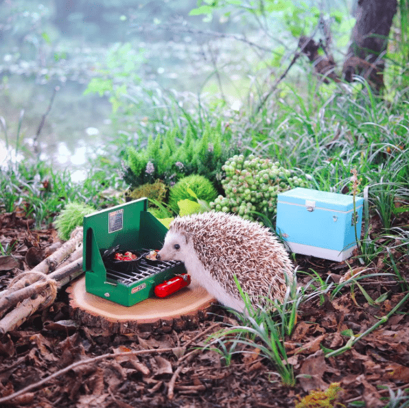 cute_schattig_egel_hedgehog_japan_must_see