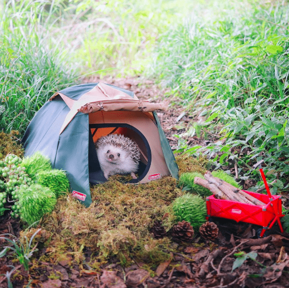 cute_schattig_egel_hedgehog_japan_must_see