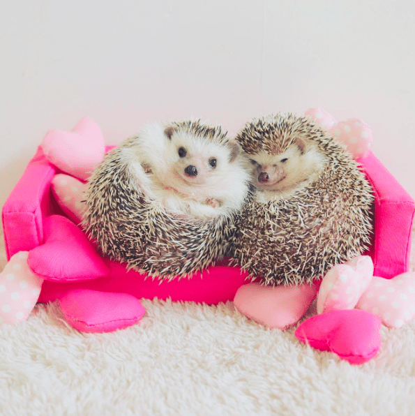 cute_schattig_egel_hedgehog_japan_must_see