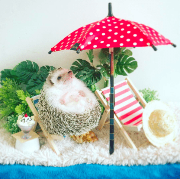 cute_schattig_egel_hedgehog_japan_must_see