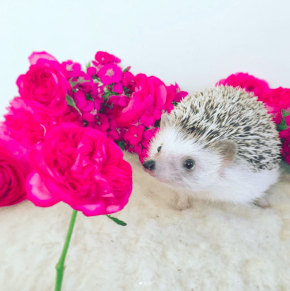 cute_schattig_egel_hedgehog_japan_must_see