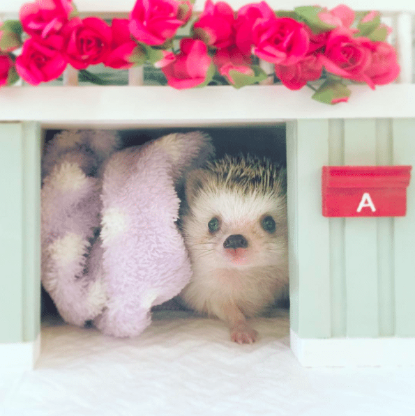 cute_egel_must_see_hedgehog_japan_schattig