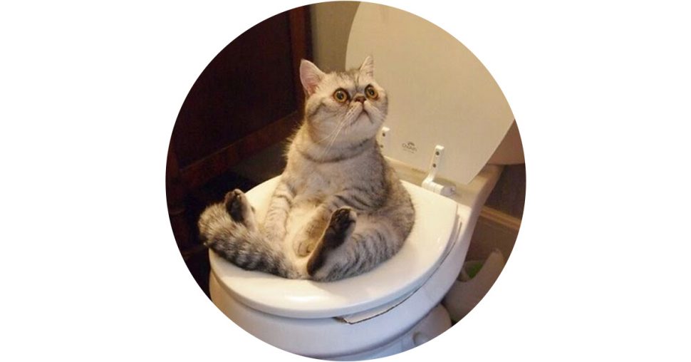 Dankzij dit geniale gadget doet je kat binnenkort haar plasje op het toilet