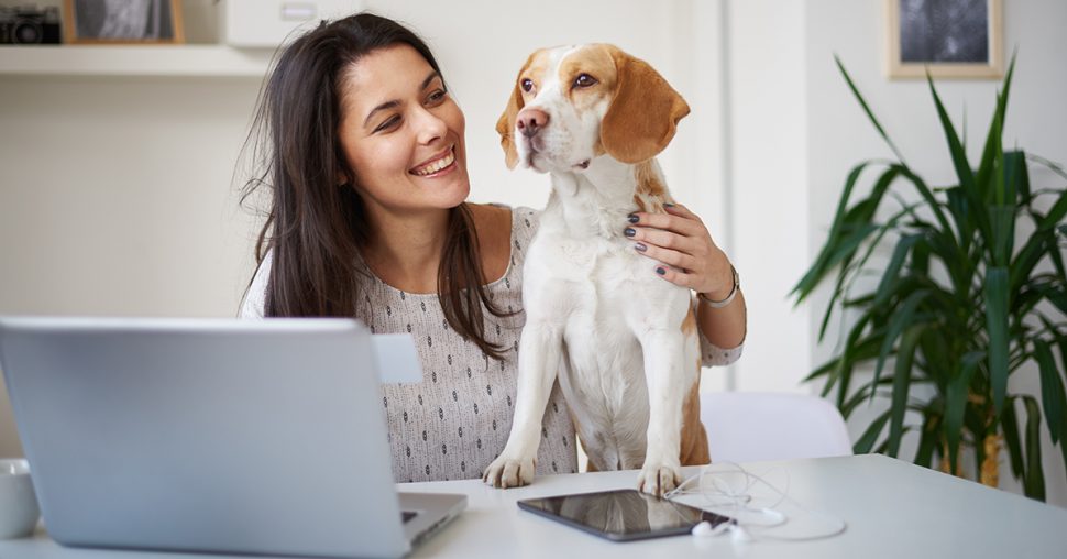 6 tips om je hond mee te nemen naar het werk