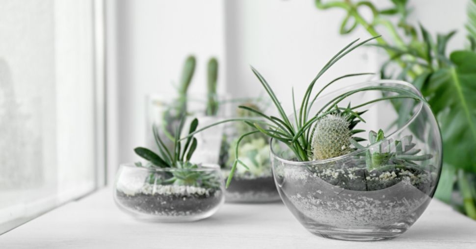 DIY: zo maak je een plantenterrarium