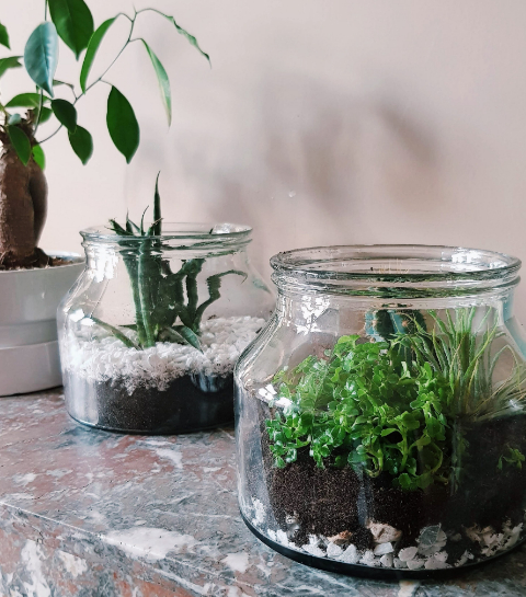 bezig Materialisme Beter DIY: in vijf stappen maak je jouw eigen planten terrarium