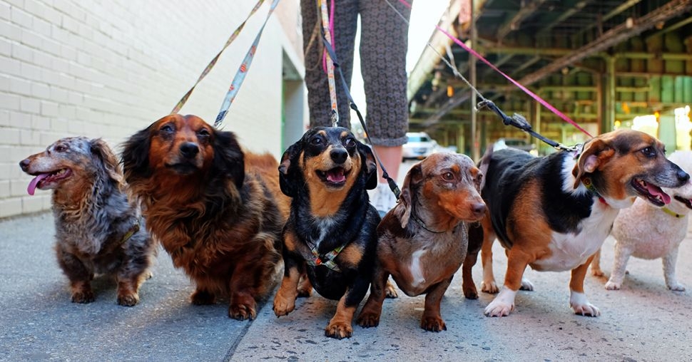 Zo vind je de perfecte petsitter voor jouw huisdier