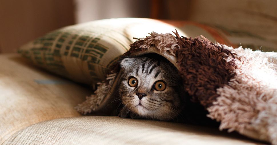 Te cute: De 10 allerleukste kattenaccounts op Instagram