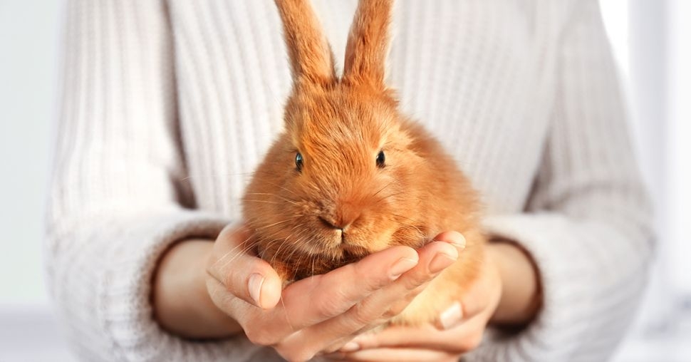 Wat kan je dit weekend ondernemen tegen dierenproeven in de cosmetica industrie?