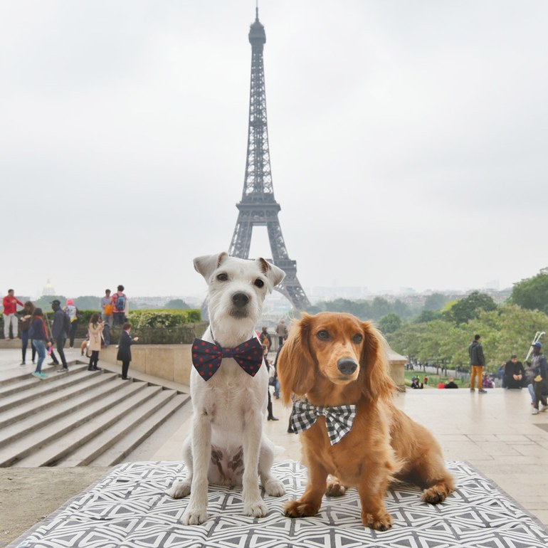 reizen_huisdier_diervriendelijke_hotels_williamtheweimaraner