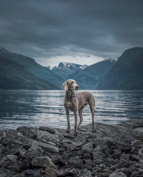 reizen_huisdier_diervriendelijke_hotels_williamtheweimaraner