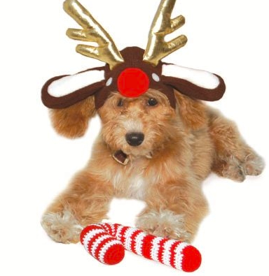 kerst, huisdier, kat, hond, viervoeter, geschenk, cadeau, outfit, trui, snoep, kerstbal