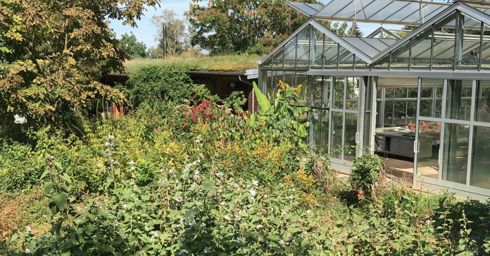 In deze tuin groeit het bijzondere geheim van Dr. Hauschka