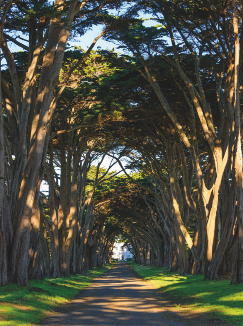 golden gate park