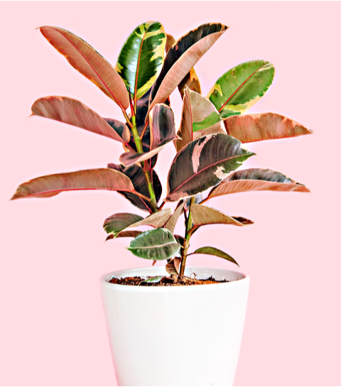 tweede veiligheid begaan 10 roze planten die jouw interieur opfleuren - ELLE.be