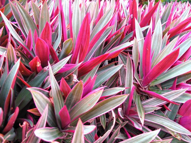 tweede veiligheid begaan 10 roze planten die jouw interieur opfleuren - ELLE.be