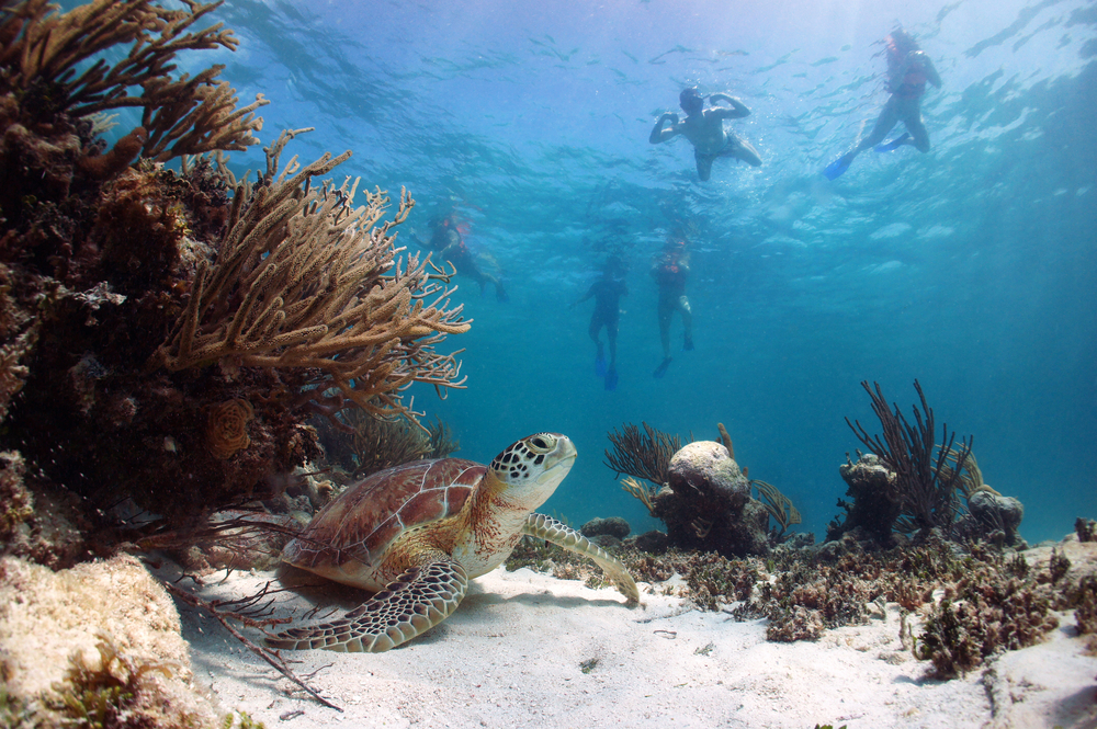 Akumal, snorkelplaats, Mexico, Zeeschildpadden