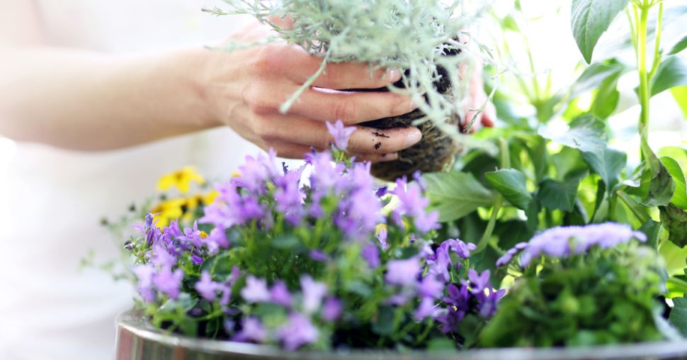 Zo overleven je planten de hitte