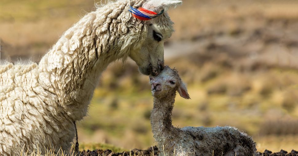 Pairi Daiza: Deze schattige babydiertjes kan je er deze zomer ontdekken