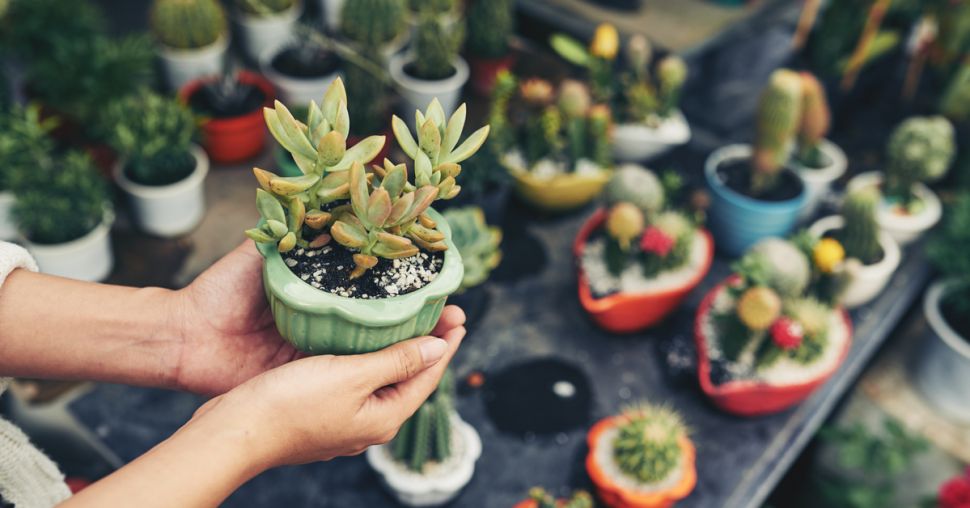 Dit zijn de leukste bloemen- en plantenwinkels in Antwerpen