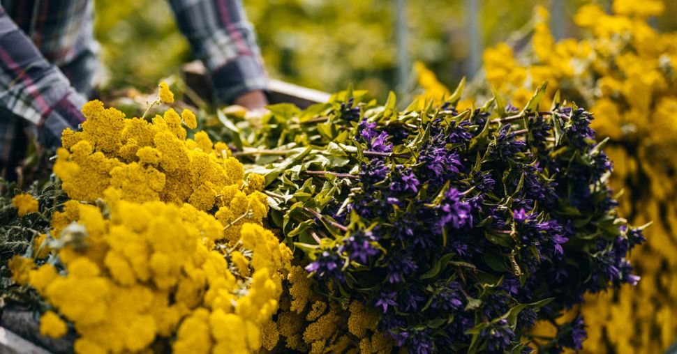 Groene leestips: 9 hippe boeken over planten en bloemen