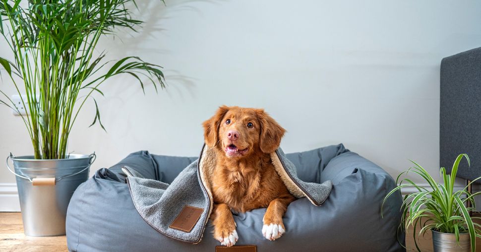 10 planten die niet giftig zijn voor huisdieren