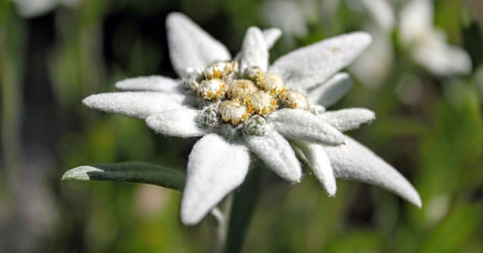 Edelweiss-concentraat – het nieuwe alternatief voor retinol