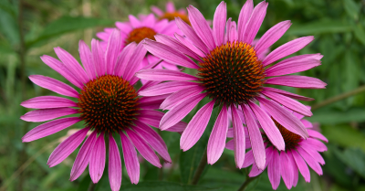 Echinacea: een bondgenoot voor je immuunsysteem