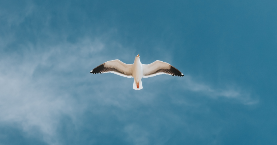 “Bird test”: de nieuwe TikTok-theorie die zegt of je relatie goed zit