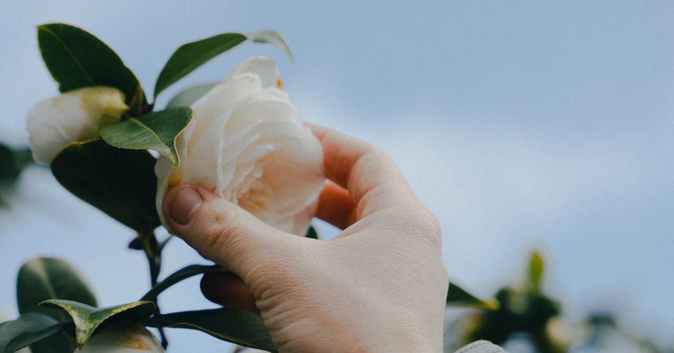 Achter de schermen bij Chanel – we ontdekken de geheimen van de Camelia-tuinen in Frankrijk