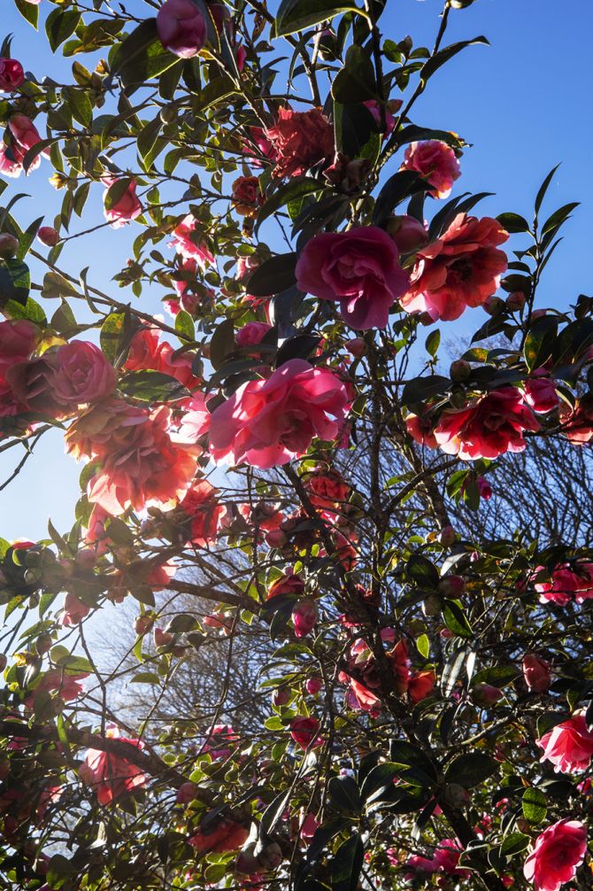 chanel tuinen Frankrijk Camelia bloemen