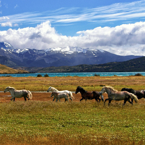 patagonie-argentinie-paarden-open-vlakte