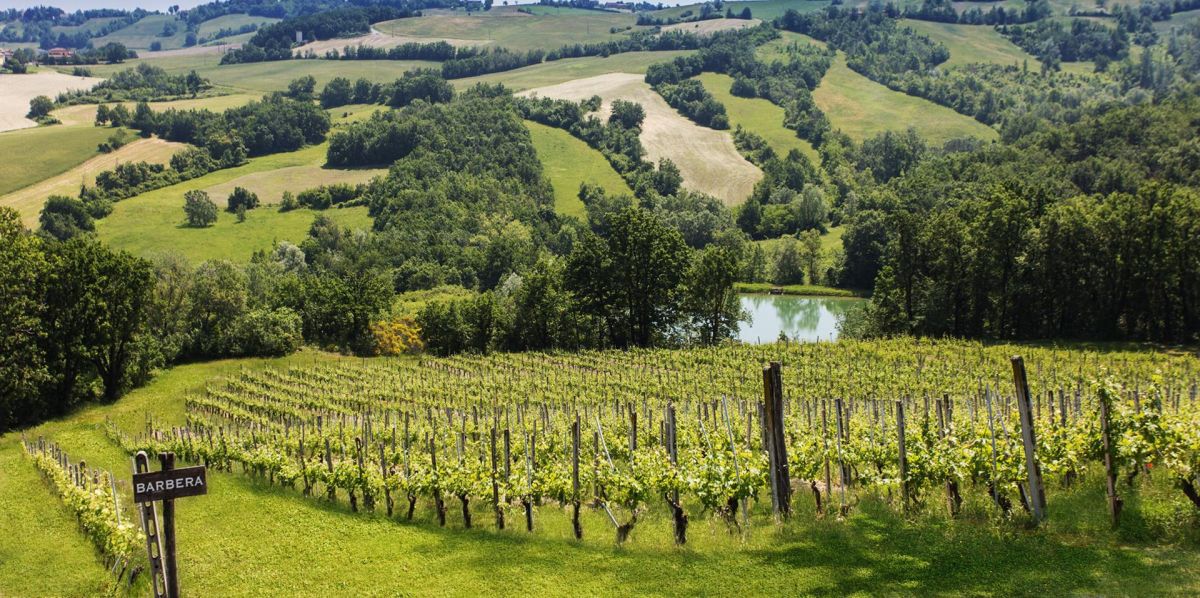 Vignoble, Parme -©Archivio Comune di Parma