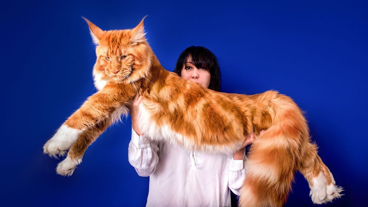 Barivel: The World’s Largest Maine Coon Cat