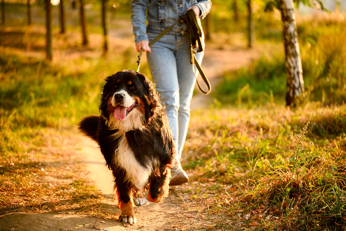 Hoe vaak moet je je hond uitlaten?